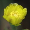 サボテンの花