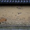 奈良公園散歩その３