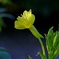 月見草