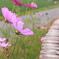 路傍の花