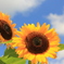 夏の思い出