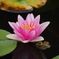 Lotus Flower#4