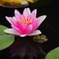 Lotus Flower#3