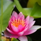 Lotus Flower#2