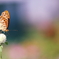 Argynnis paphia