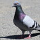 鳩が豆鉄砲