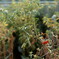 DSC03555_DxO