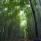 竹林