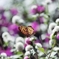 Argynnis paphia2