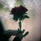 お花