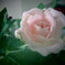 ピンクの薔薇