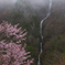 春霞の八滝
