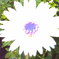 白い花（嘘）