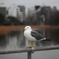 都会のウミネコ