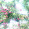 Rose garden
