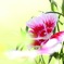夏花1