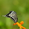 どの花にしようかな～♪
