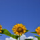夏のSun姉妹