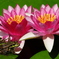 カエルも花がお好き？