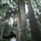 三本杉