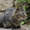 ねこ