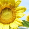 ひまわり その２