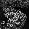 goth0290