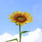 青空に咲く向日葵