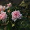 薔薇