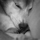zzz