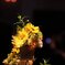 Table Flower