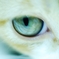 catseye