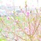 spring has come.3