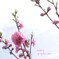 spring has come2