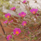 ピンクの花