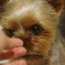 愛犬1