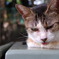 猛暑