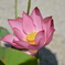 宇治平等院にて