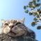 ネコトマキ