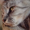憂鬱そうな猫