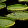 green circle
