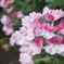 薄紅　-　IMGP0829
