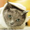 猫シャン