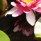 ハスデスフィーバー2012〜水鏡裏蓮華〜