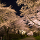 夜桜