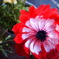 お花