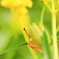 花咲く場所で