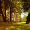 forest in Helsinki