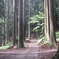 003身延山千本杉