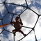 spider girl
